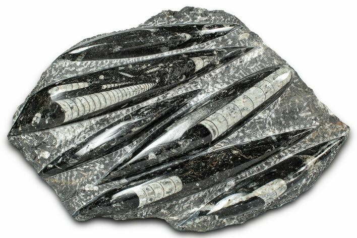 Polished Fossil Orthoceras (Cephalopod) Plate - Morocco #336143